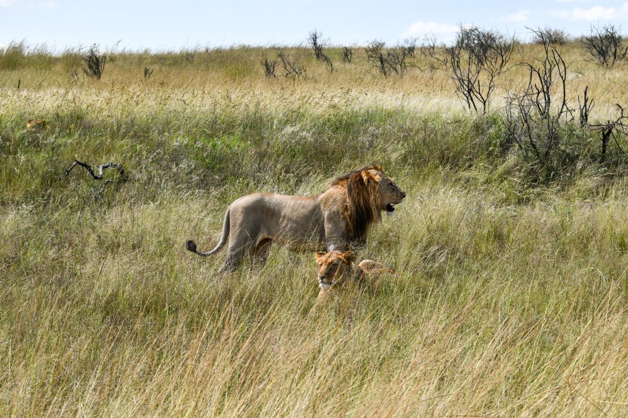 The Springbok Lodge レディスミス エクステリア 写真