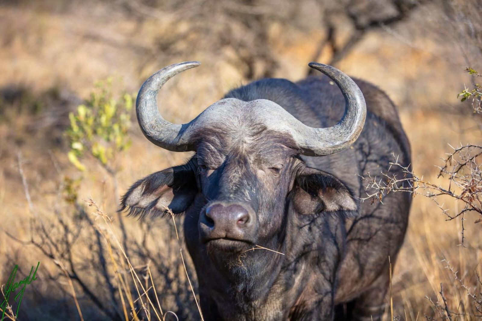 The Springbok Lodge レディスミス エクステリア 写真