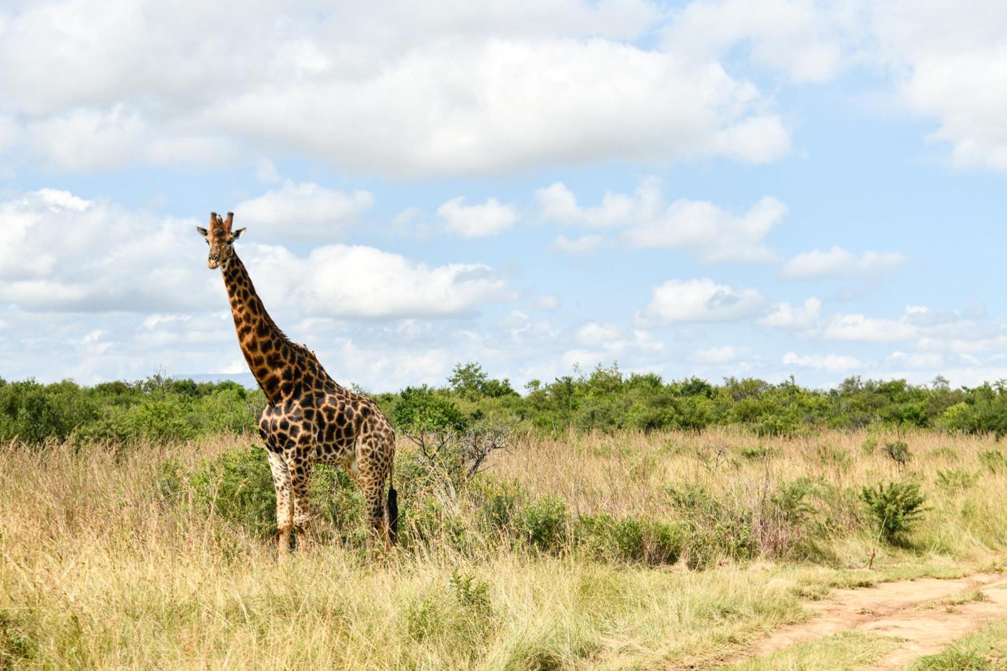 The Springbok Lodge レディスミス エクステリア 写真